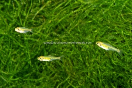 Picture of RASBORA: KUBOTAI *ON SPECIAL*