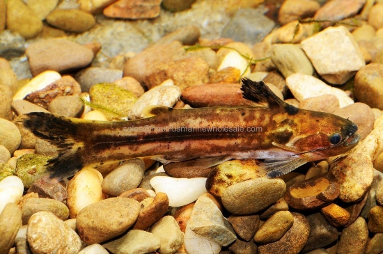 Picture of CAT: DWARF STRIPED DRIFTWOOD 
