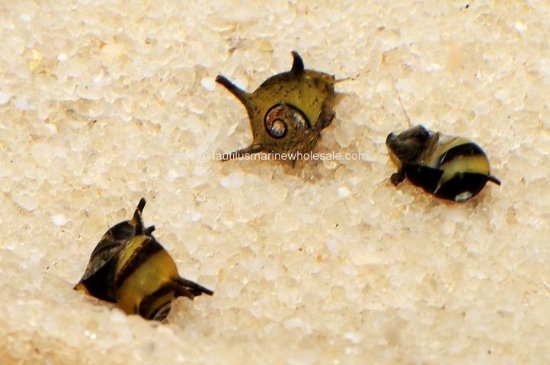 Picture of SNAIL: NERITE HORNED