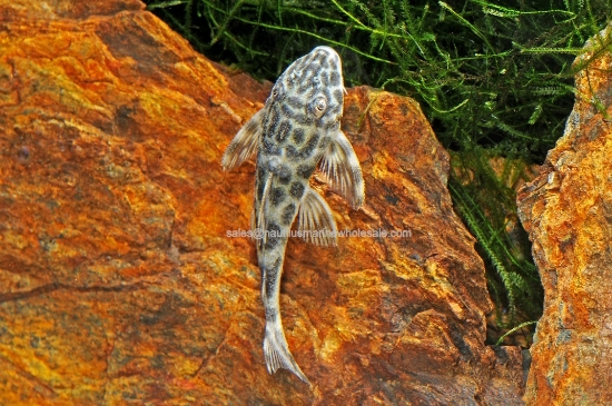 Picture of PLECO: PECKOLTIA SMOKEY *ON SPECIAL*