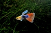 Picture of GUPPY: TURQUOISE REDTAIL MALE