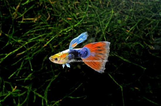 Picture of GUPPY: TURQUOISE REDTAIL MALE