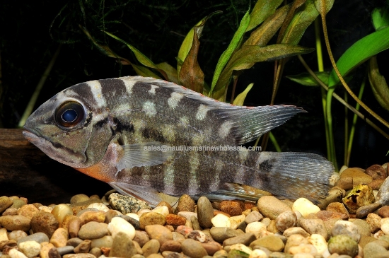 Picture of CICHLID: TRUE PARROT