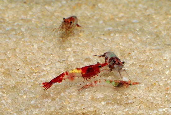 Picture of SHRIMP: RILI RED 