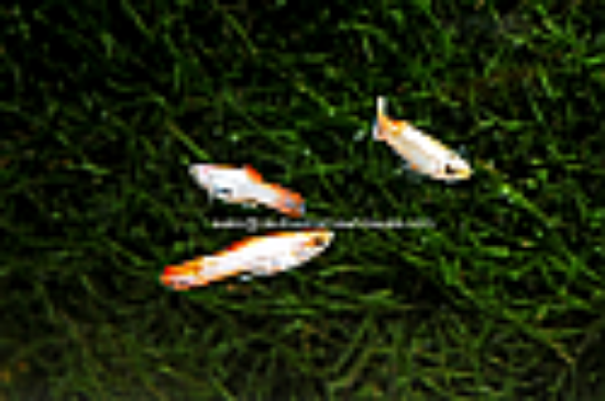 Picture of GUPPY: ENDLER'S LIVEBEAR BLONDE MALE (FL)