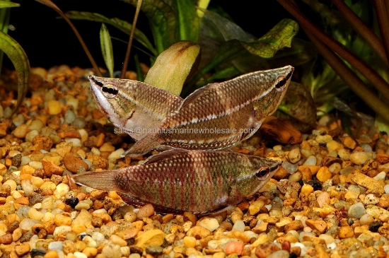 Picture of GOURAMI: VAILLANTI (SAMURAI)