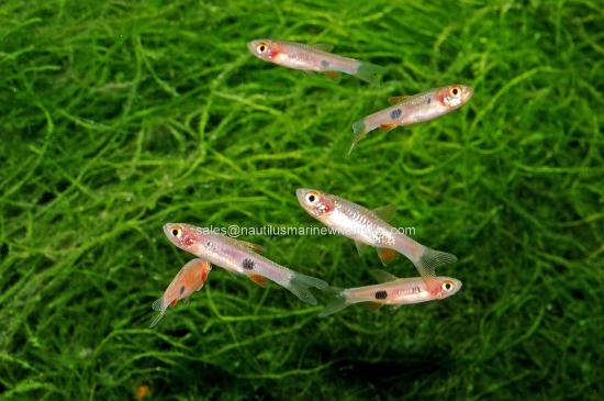 Picture of RASBORA: CLOWN