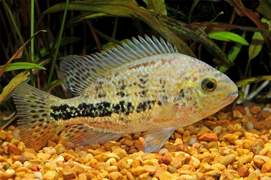 Picture of CICHLID: V. BIFASCIATUS MD