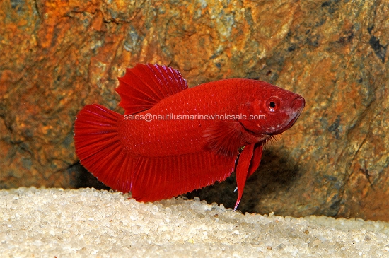 Picture of BETTA: RED PLAKAT MALE *ON SPECIAL*