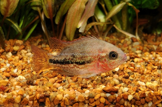 Picture of CICHLID: V. BIFASCIATUS REG