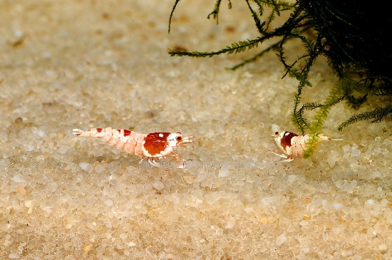 Picture of SHRIMP: HINOMARU