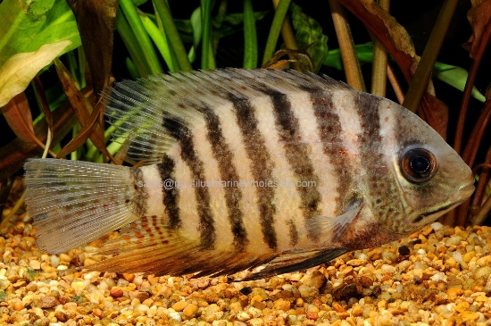 Picture of CICHLID: SEVERUM RED STRIPE