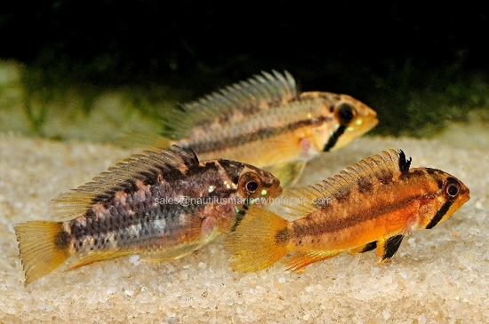 Picture of APISTO: SUNSET