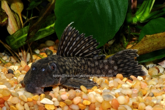 Picture of PLECO: POLKA DOT L-020