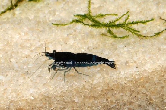 Picture of SHRIMP: BLUE DIAMOND WW