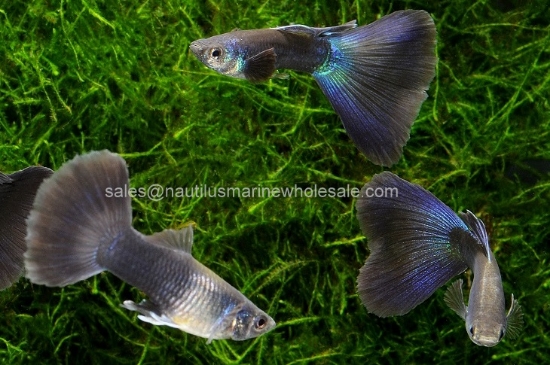 Picture of GUPPY: MIDNIGHT MALE