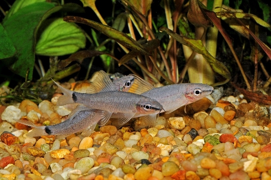 Picture of SHARK: GHOST 2"