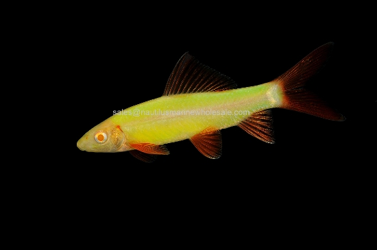 Picture of GLOFISH® : SHARK ELECTRIC GREEN® 