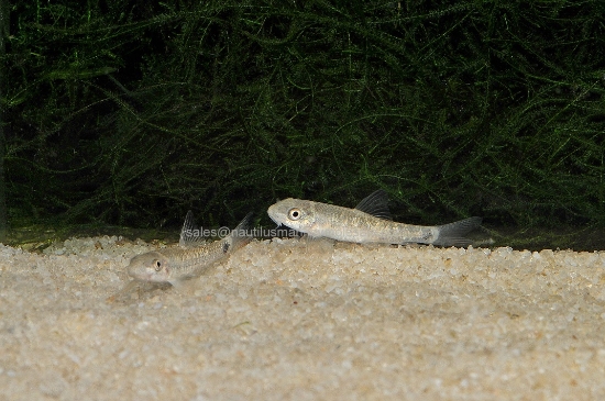 Picture of MISC: DOCTOR FISH