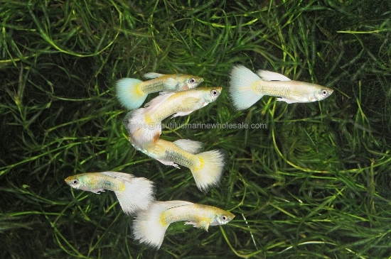 Picture of GUPPY: DUMBO EAR WHITE MALE 