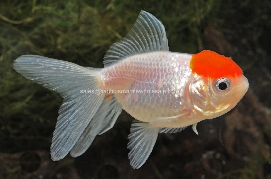 Picture of ORANDA: RED CAP 1.5-2"