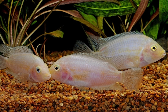 Picture of CICHLID: CONVICT PINK *ON SPECIAL*