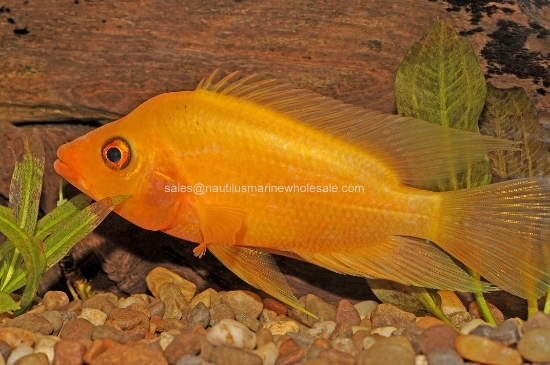 Picture of CICHLID: RED DEVIL 5-6"