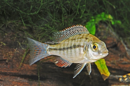 Picture of AFRICAN: HAP RED EMPRESS REG