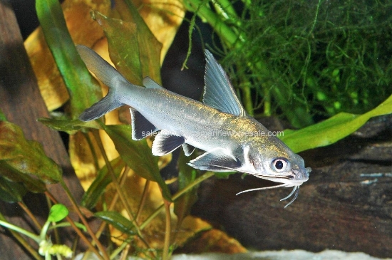 Picture of CAT: COLOMBIAN SHARK W.W.