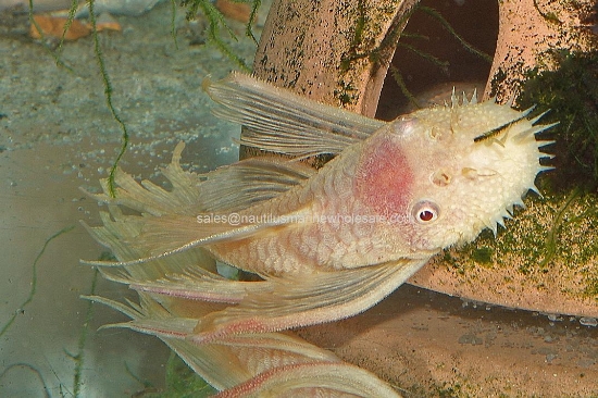 Picture of PLECO: BUSHYNOSE ALBINO L/F LG