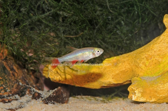 Picture of TETRA: BLOODFIN