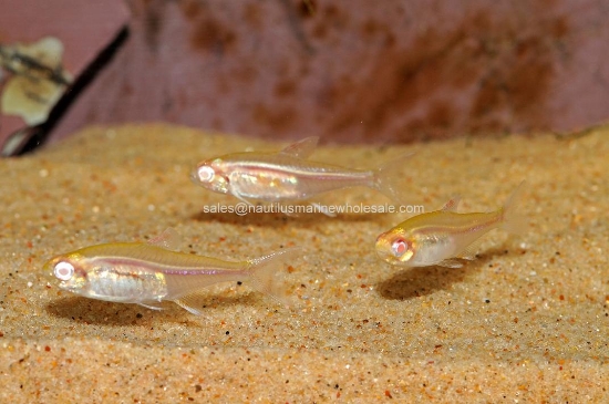 Picture of TETRA: GLO-LITE ALBINO