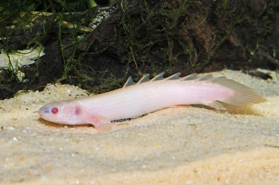 Picture of MISC: BICHIR ALBINO