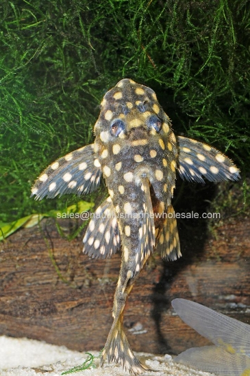 Picture of PLECO: COLOMBIAN SNOW BALL W.W.