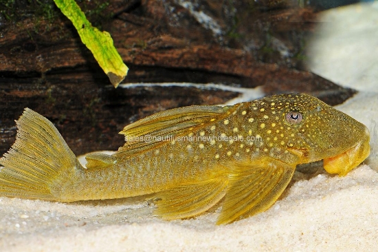 Picture of PLECO: YELLOW L-200 XLG (GREEN PHANTOM)