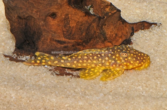 Picture of PLECO: GOLD NUGGET L-18