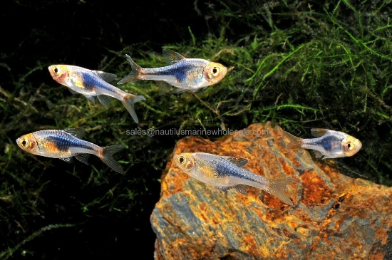 Picture of RASBORA: PURPLE HET