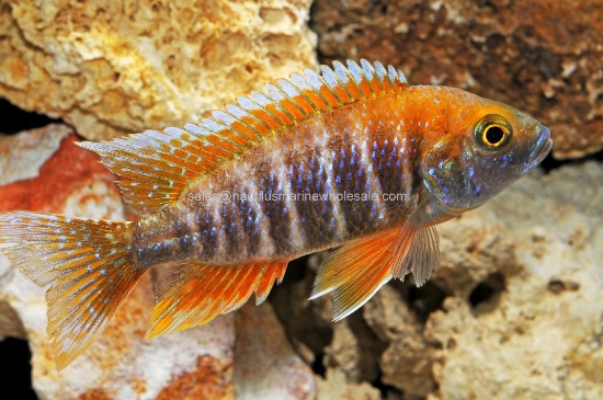 Picture of AFRICAN: PEACOCK EUREKA RED MALE LG
