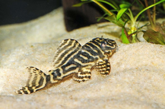 Picture of PLECO: COLOMBIAN ZEBRA L-129