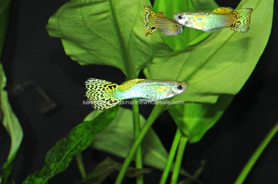 Picture of GUPPY: GREEN COBRA ALL MALE