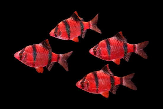 Picture of GLOFISH® : BARB STARFIRE RED® (NO PR)