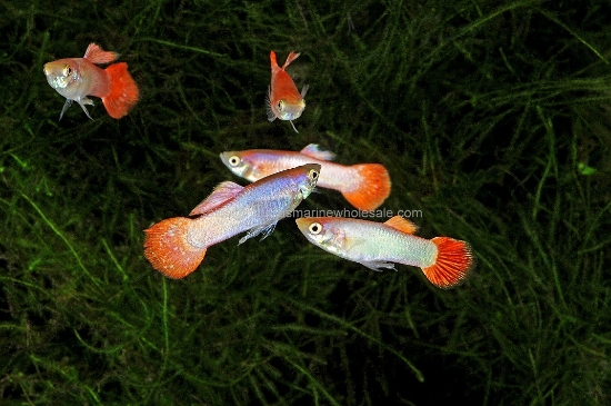 Picture of GUPPY: FIRETAIL MALE