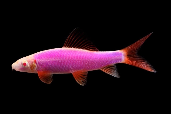 Picture of GLOFISH® : SHARK GALACTIC PURPLE®