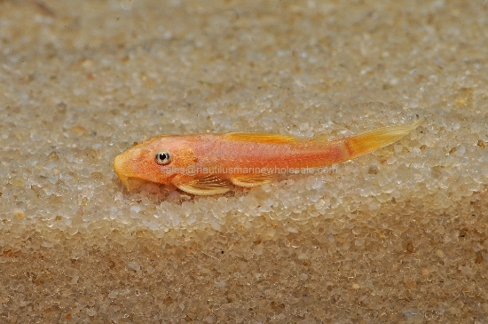 Picture of PLECO: BUSHYNOSE LEMON BLUE EYE MD