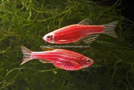 Picture of GLOFISH® : DANIO STARFIRE RED® 