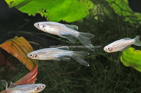 Picture of DANIO: BLUE L/F