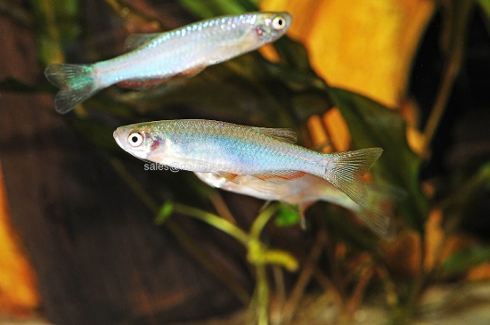 Picture of DANIO: PEARL