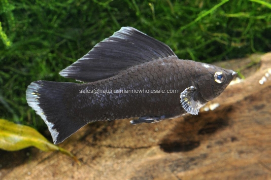 Picture of MOLLY: BLACK SAILFIN LG