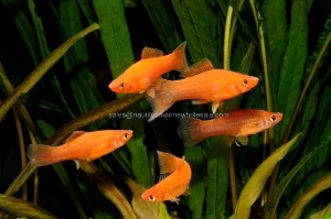 Nautilus Wholesale. Freshwater Fish