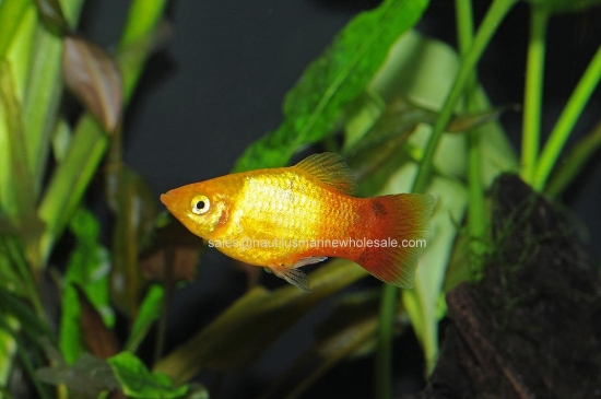 Picture of PLATY: M/M SUNSET